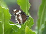 FZ007402 Black white and brown butterfly.jpg